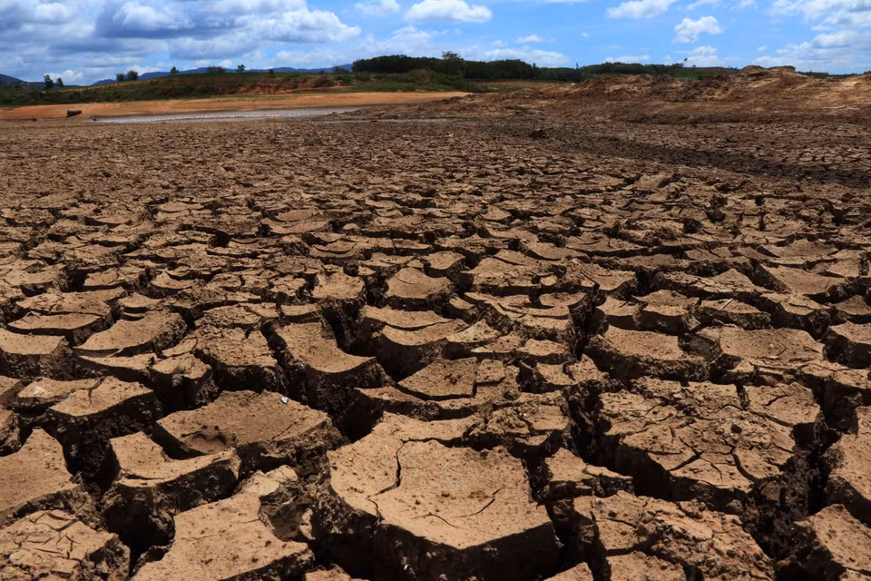 Un total de mil hectáreas de cultivo de arroz en el distrito M’Drak, provincia central de Dak Lak, son afectadas por la sequía prolongada, debido a los cambios climáticos.