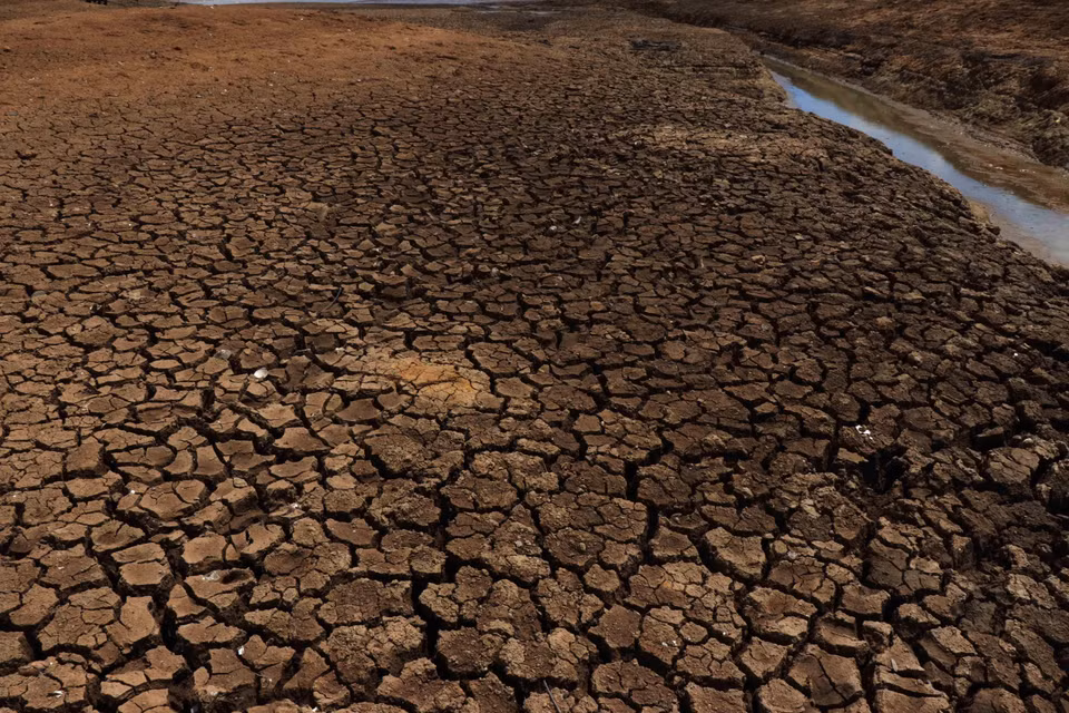 Un total de mil hectáreas de cultivo de arroz en el distrito M’Drak, provincia central de Dak Lak, son afectadas por la sequía prolongada, debido a los cambios climáticos.