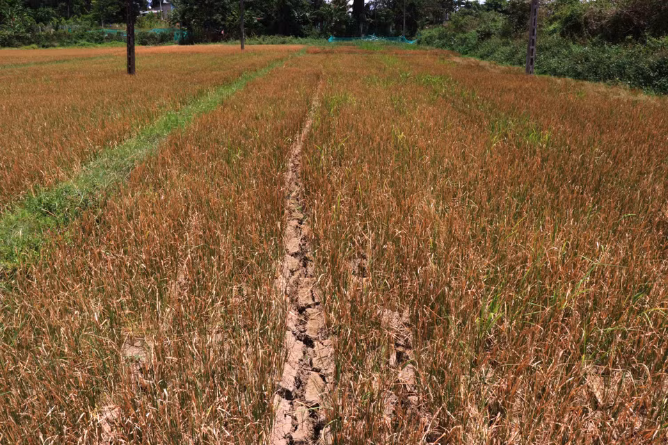 Un total de mil hectáreas de cultivo de arroz en el distrito M’Drak, provincia central de Dak Lak, son afectadas por la sequía prolongada, debido a los cambios climáticos.