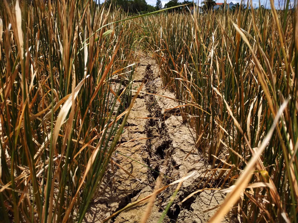 Un total de mil hectáreas de cultivo de arroz en el distrito M’Drak, provincia central de Dak Lak, son afectadas por la sequía prolongada, debido a los cambios climáticos.