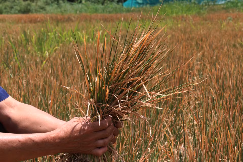 Un total de mil hectáreas de cultivo de arroz en el distrito M’Drak, provincia central de Dak Lak, son afectadas por la sequía prolongada, debido a los cambios climáticos.