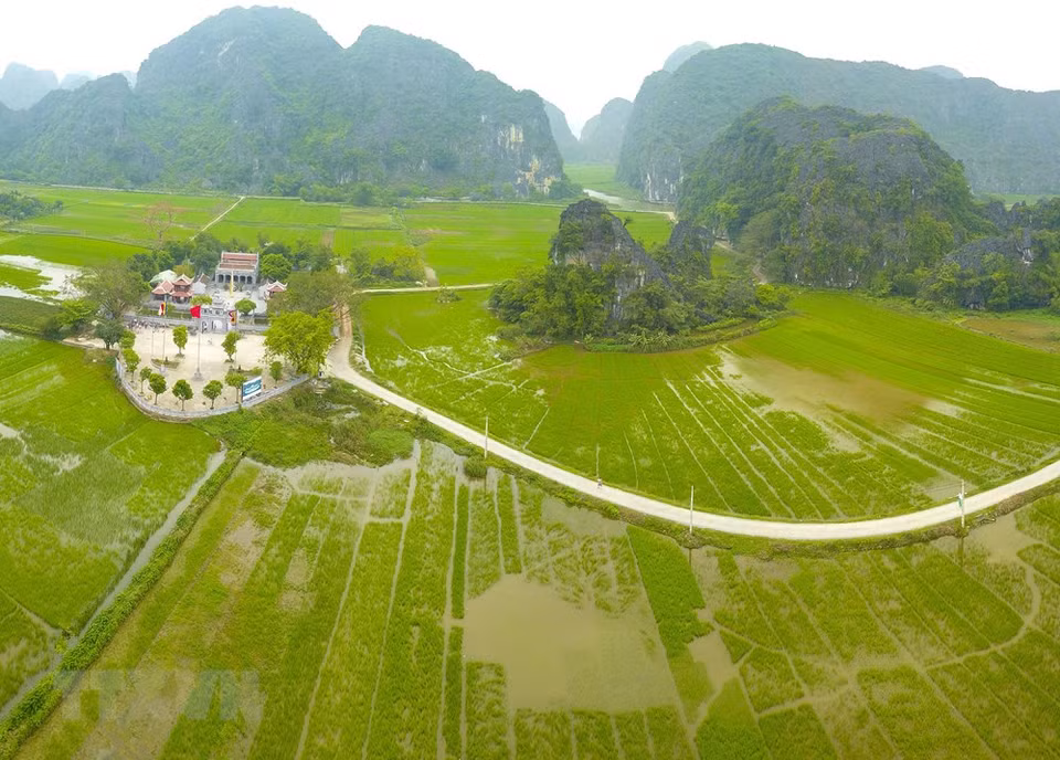 Lo más impresionante de Tam Coc es los arrozales cuando están en su máximo esplendor, con un color verde brillante con tonos amarillos, que terminan en el comienzo de los acantilados de las formaciones rocosas. (Fuente: VNA)