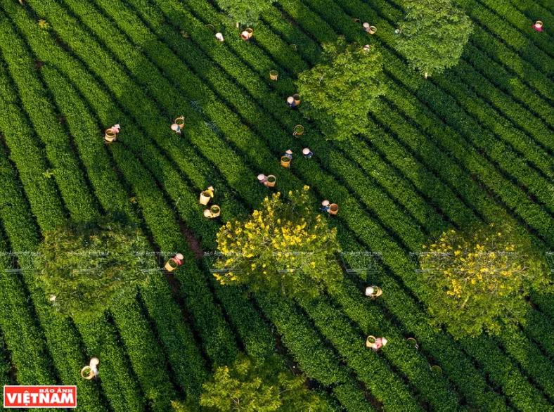 Cosecha de té (Fuente: VNA)
