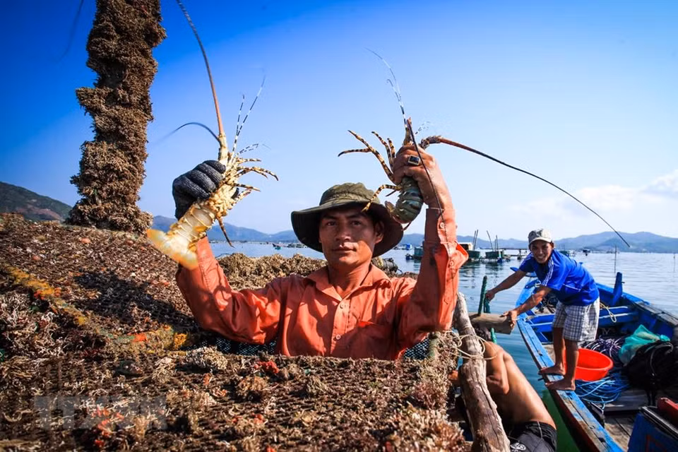 Los acuicultores en el golfo Xuan Dai en la temporada de cosecha. (Fuente: VNA)