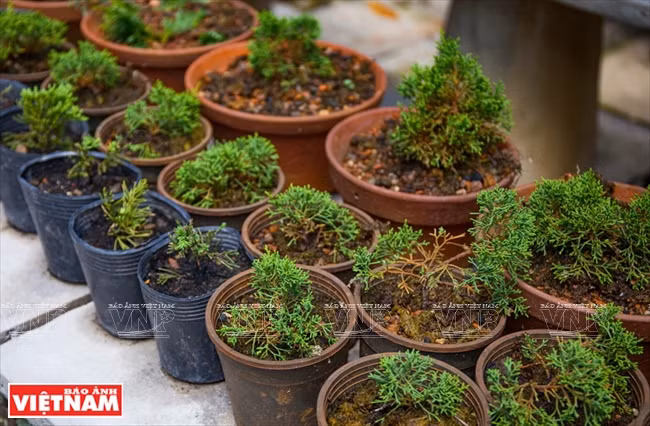 Se tarda de tres a siete años en cultivar y dar forma a un bonsái. (Fuente: VNA)