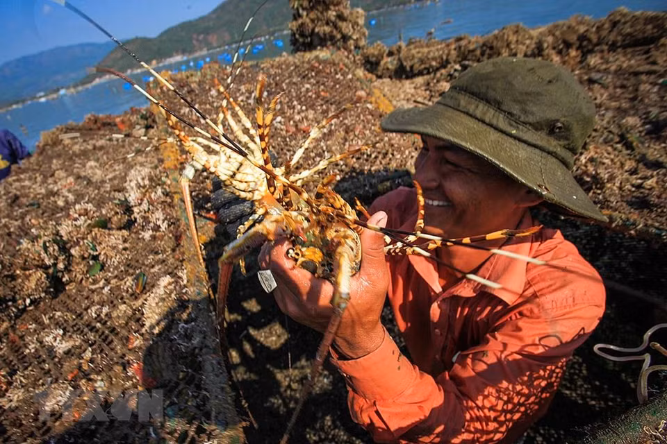 Los acuicultores en el golfo Xuan Dai en la temporada de cosecha. (Fuente: VNA)