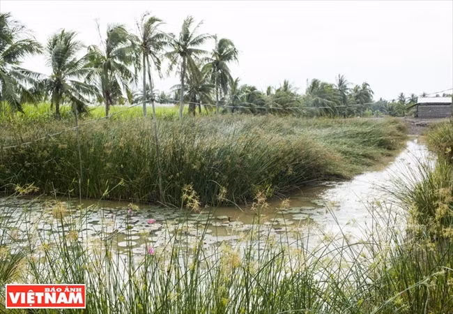Campo de espartos en Ca Hom, materias para la fabricación de esteras. Fuente: VNA
