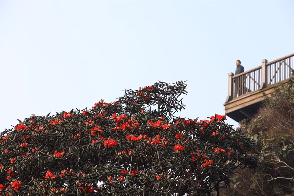 Fansipan es conocido como "el techo de Indochina", siendo reconocido como uno de los muy pocos lugares ecoturísticos de Vietnam, con más de dos mil variedades de flora y unos 300 especies de fauna.