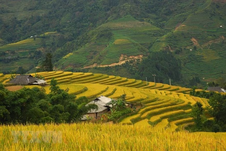 Las terrazas arrozales en Hoang Su Phi es conocido como patrimonio nacional. Foto: VNA) 
