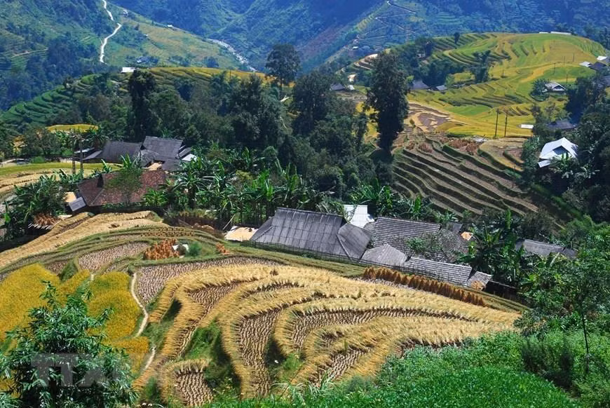 Las terrazas arrozales en Hoang Su Phi es conocido como patrimonio nacional. Foto: VNA) 