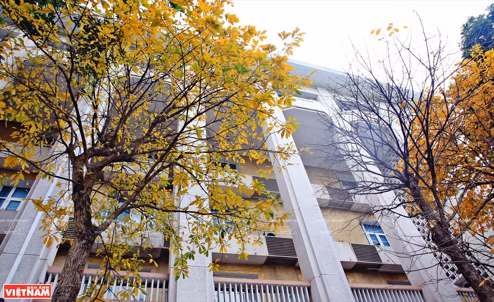 Si Japón y Corea del Sur atraen a turistas por los colores de las hojas de arce rojo y las flores de cerezo, en la primavera, Hanoi seduce a los viajeros por sus colores de hojas de diferentes plantas. (Foto: VNA)
