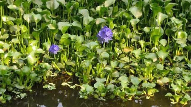 Camalote es una planta acuática disponible en el campo vietnamita (Fuente: Internet)