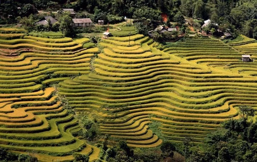 Los campos que se extienden hasta el horizonte aparecen en medio de paisajes naturales idílicos, junto con el fragante aroma de arroz en los nuevos valles que hacen de este lugar un destino ideal para vacacionistas. (Fuente: VNA)