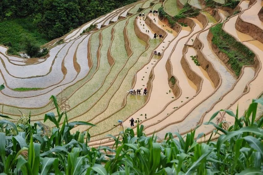 Los campos que se extienden hasta el horizonte aparecen en medio de paisajes naturales idílicos, junto con el fragante aroma de arroz en los nuevos valles que hacen de este lugar un destino ideal para vacacionistas. (Fuente: VNA)