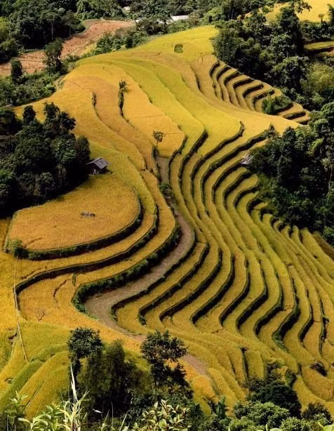 Los campos que se extienden hasta el horizonte aparecen en medio de paisajes naturales idílicos, junto con el fragante aroma de arroz en los nuevos valles que hacen de este lugar un destino ideal para vacacionistas. (Fuente: VNA)