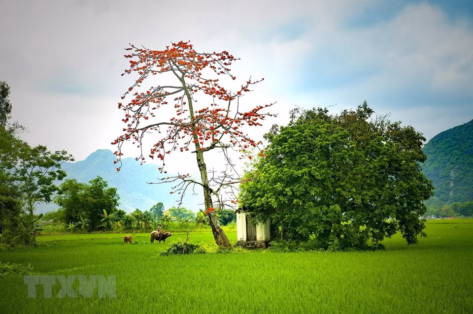 Las aldeas del norte de Vietnam se pintan de color rojo en el mes de marzo con las flores de Bambax ceiba. (Fuente: VNA)