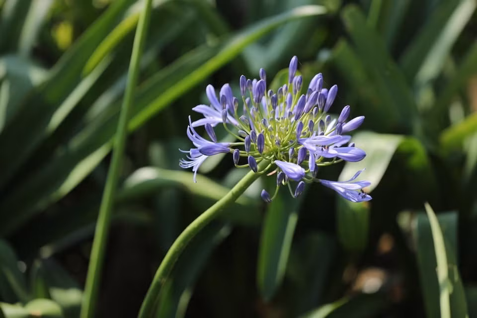 Fansipan es conocido como "el techo de Indochina", siendo reconocido como uno de los muy pocos lugares ecoturísticos de Vietnam, con más de dos mil variedades de flora y unos 300 especies de fauna.