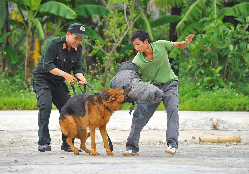 Entrenamiento de perros policía (Fuente: VNA) 