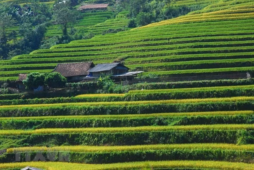 Las terrazas arrozales en Hoang Su Phi es conocido como patrimonio nacional. Foto: VNA) 