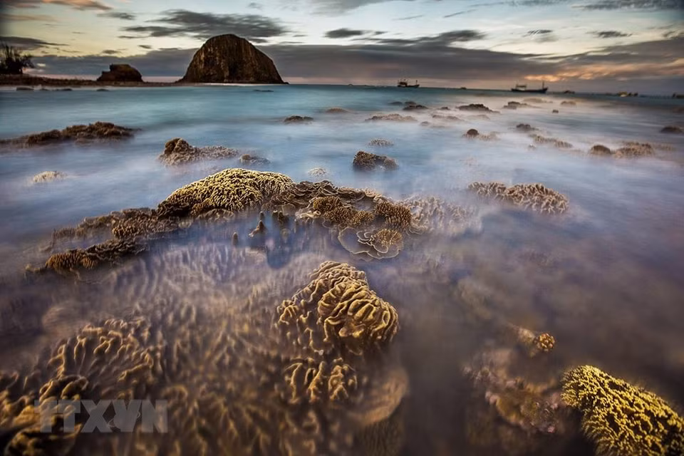 La belleza del arrecife de coral de 150 m de largo en Phu Yen. (Fuente: VNA)