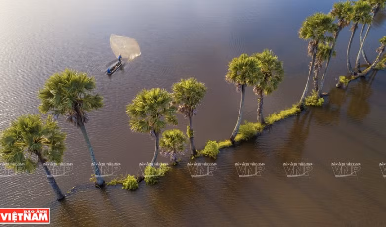 Temporada de crecida de agua en Delta del Mekong (Fuente: VNA)