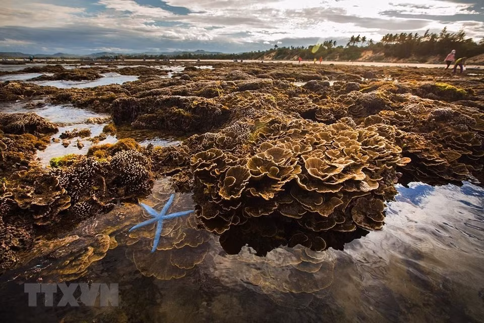 La belleza del arrecife de coral de 150 m de largo en Phu Yen. (Fuente: VNA)