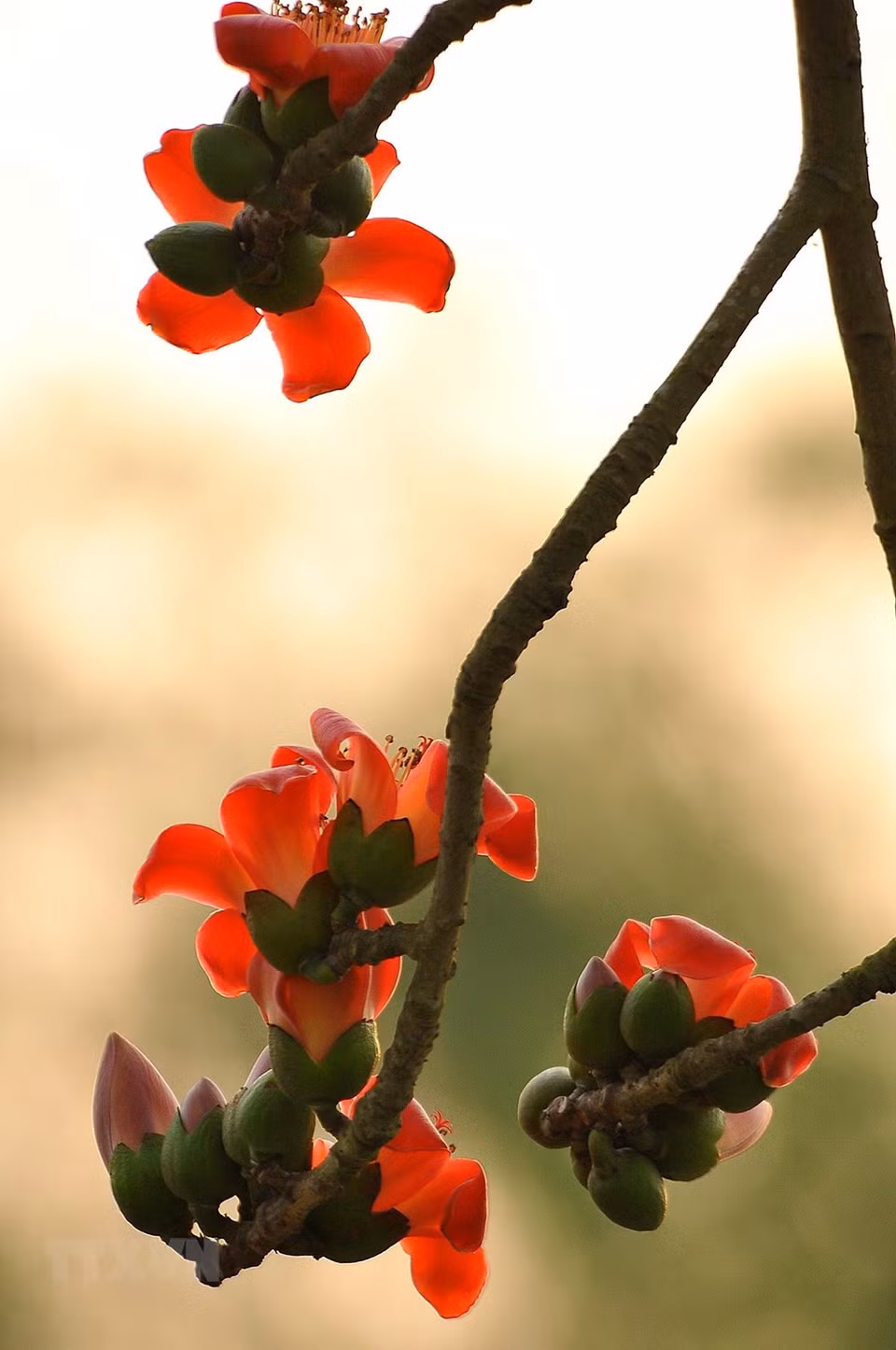 La floración de Bambax ceiba es el signo del culmino de la estación del frío en el norte de Vietnam. (Fuente: VNA)