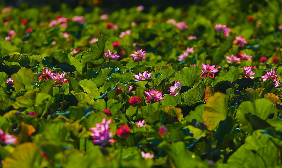 En el budismo, el significado de la flor de loto es la pureza del cuerpo y del alma (Fuente: VNA)