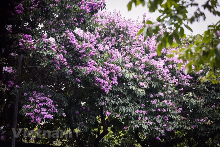 Los árboles de Bang lang a menudo se plantan a lo largo de las calles para ofrecer a la ciudad más zonas de aire fresco (Fuente:Vietnamplus)