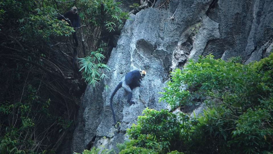 Langures de Cat Ba figuran entre los primates más raros en el mundo (Fuente:VNA)