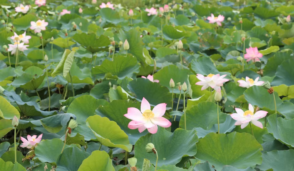 Impresionante temporada de floración de lotos en Ninh Binh (Fuente: VNA)