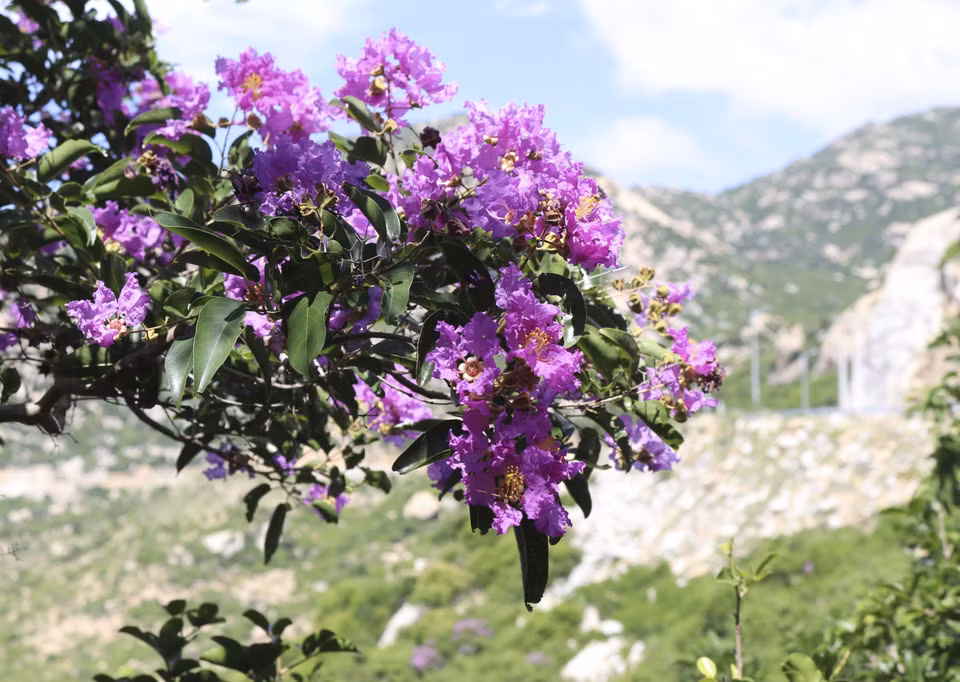 El color violeta decora un rincón del bosque costero (Fuente:VNA)