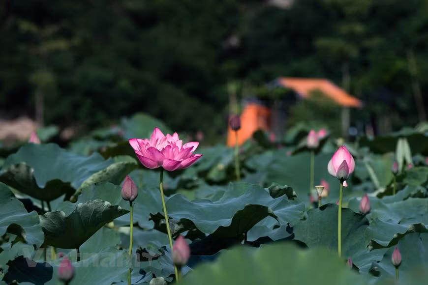 Este lugar es conocido recientemente como un destino favorito de los jóvenes gracias a su magnífica y virgen belleza, junto con un vasto estanque de lotos (Fuente: Vietnamplus)