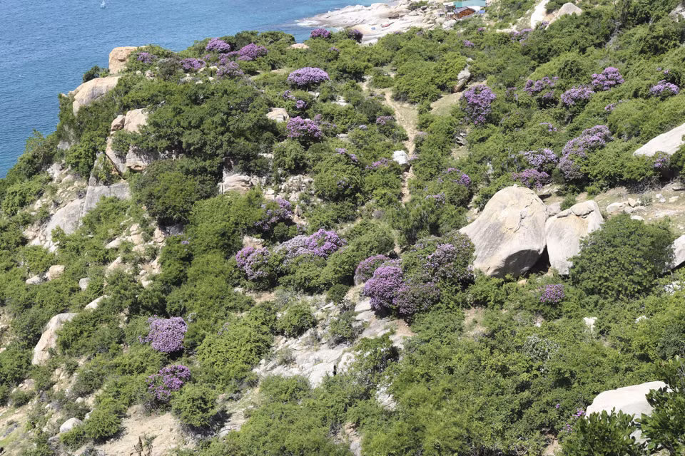 El color violeta decora un rincón del bosque costero (Fuente:VNA)