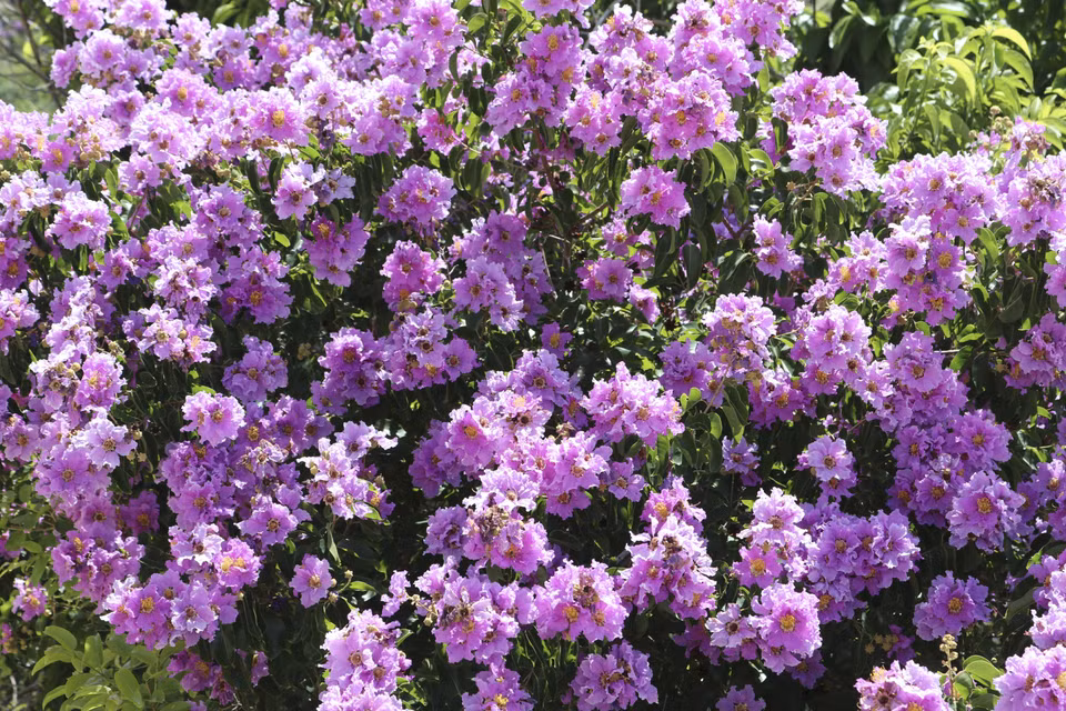 Esas flores parecen más hermosas cuando llega el verano (Fuente:VNA)