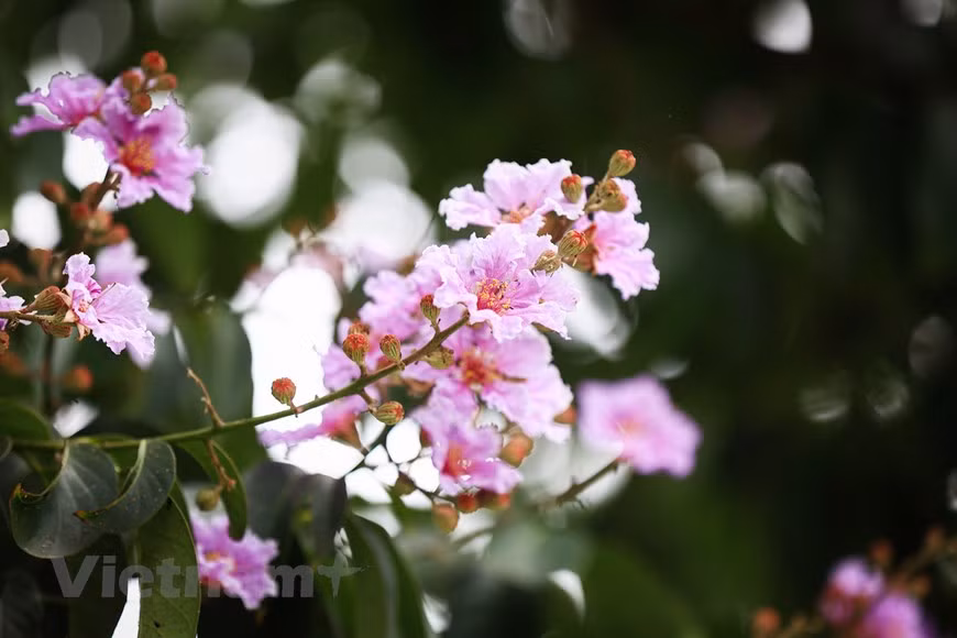 Esas flores no tienen perfume, por lo tanto, aprovechan su belleza para contribuir a colorear la vida (Fuente:Vietnamplus)