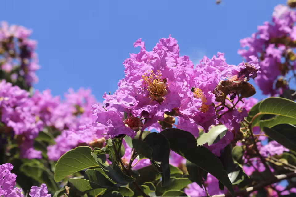 Los frágiles petalos de Bang lang muestran su color (Fuente:VNA)