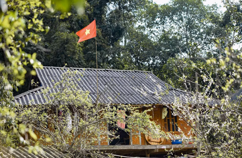 Flores de ciruelos brotan alrededor de las casas sobre pilotes de la etnia minoritaria Thai, en Phieng Ban. (Foto: VNA)