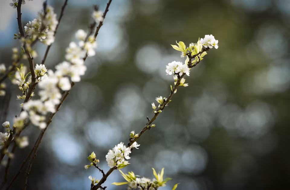 Ramas de flores blancas de ciruelo. (Foto: VNA)