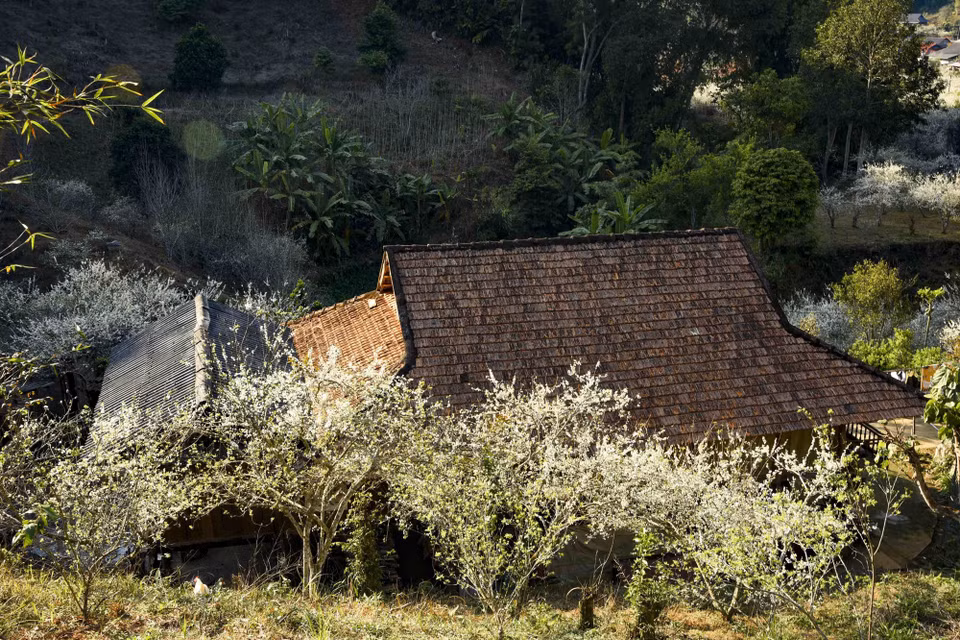 Flores de ciruelo rodean los tejados de los hogares en Phieng Ban. (Foto: VNA)