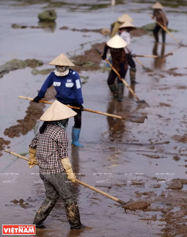 Los trabajadores en la zona de cría de almejas de reproducción en la comuna de Nam Thinh, Tien Hai, ganan unos 200 mil dongs al día.