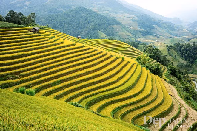 Mu Cang Chai es considerado paraíso de las terrazas 