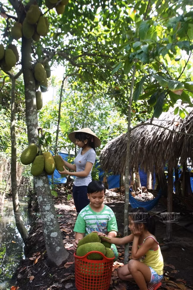 Una familia cosecha frutas de pan. Es una característica en Lai Thieu que los agricultores viven justo en las huertas. (Fuente: VNA)