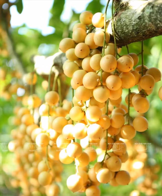 Una planta de “lanzones” (Lansium domesticum). Las cosechas coinciden con temporadas ideales para turistas, quienes pueden comer frutas justo en las huertas. (Fuente: VNA)