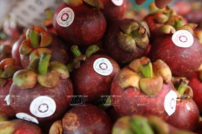 El mangosto de Lai Thieu, una de las 50 frutas peculiares de Vietnam elegidas por la Organización nacional de Récord. (Fuente: VNA)