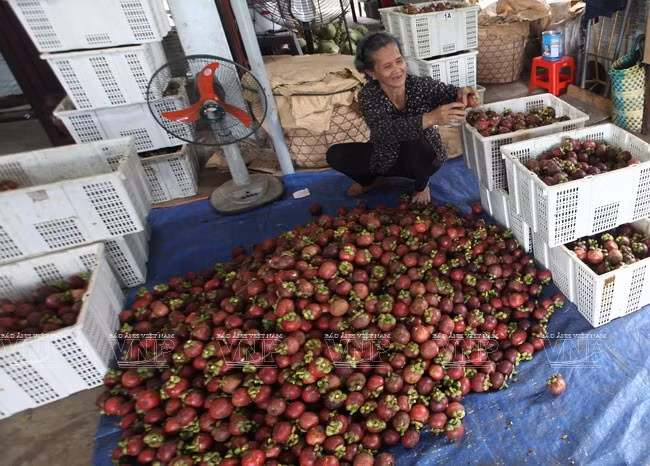 Se pueden encontrar frutas en todas las esquinas. (Fuente: VNA)