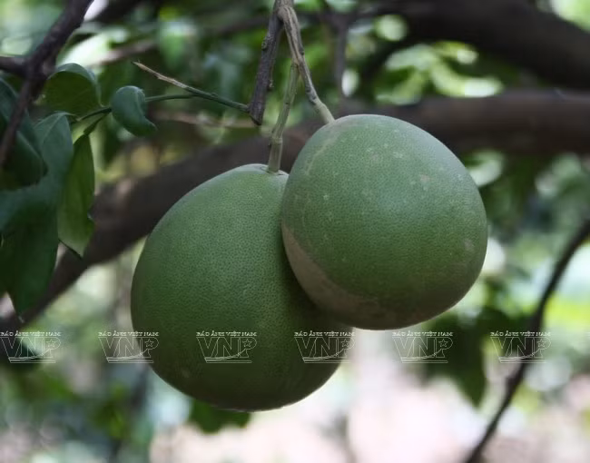 Los huertos cubren una superficie total de mil 238 hectáreas nutridas por un sistema de canales con longitud de 56 kilómetros. El terreno fértil y la abundancia hídrica alimentan las toronjas colmadas de agua. (Fuente: VNA)