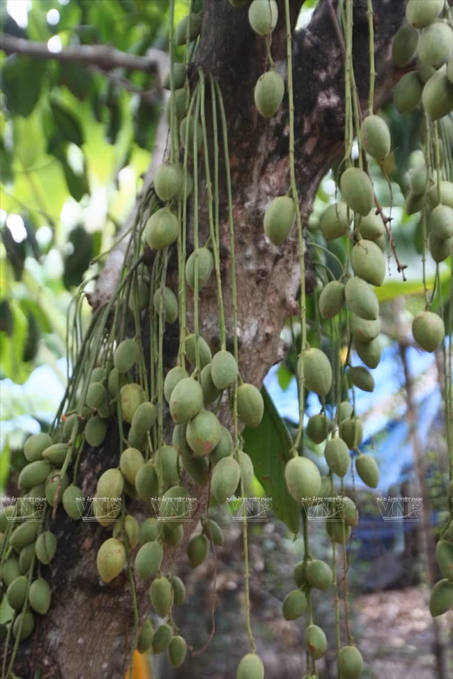 Una especie del género Baccaurea (Fuente: VNA)