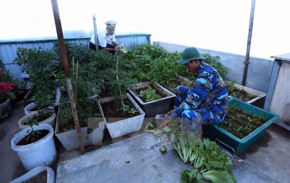 "Pequeña cosecha" en la isla de Tien Nu (Fuente: VNA)