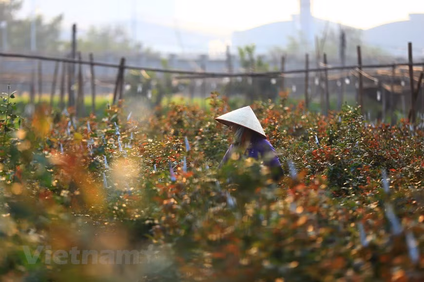Además de margaritas, se cultivan rosas. Esta especie se cosecha cada dos meses, tiene una fragancia natural y es diferente a otros tipos (Fuente: Vietnam +)
